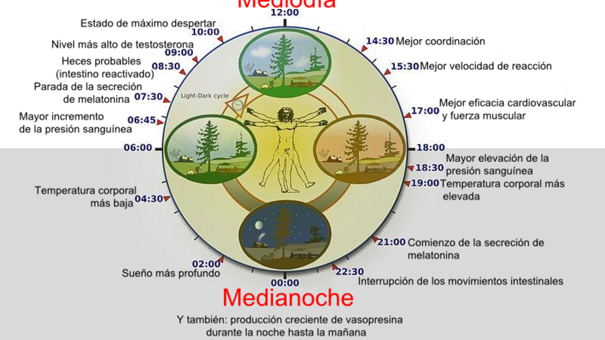 reloj biologico
